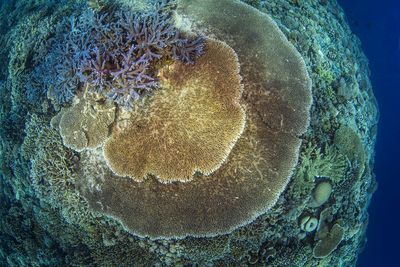 Close-up of coral in sea