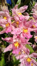 Close-up of pink flowers