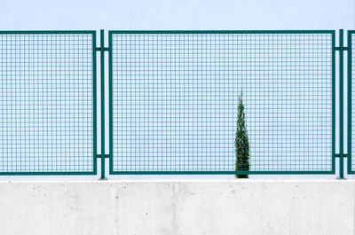 Trees against blue sky