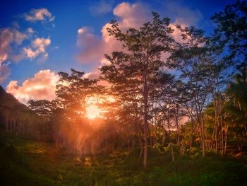 Trees on landscape against sky at sunset