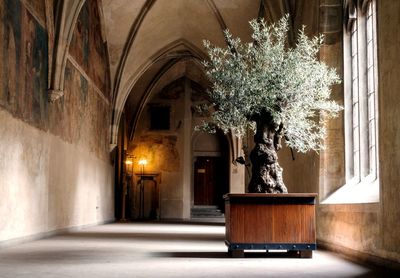 Old olive tree in the monastery