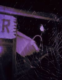 Close-up of spider on web