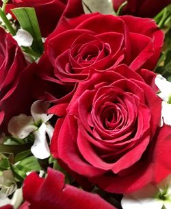 Close-up of pink rose