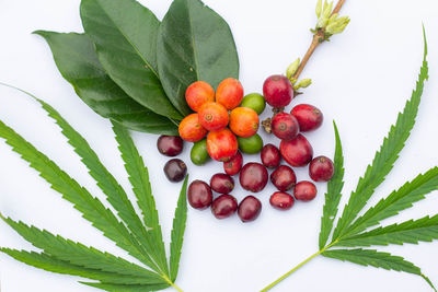 Close-up of fresh fruits on plant against white background