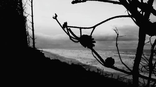 Close-up of tree against sky