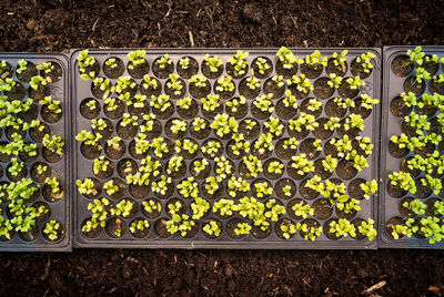 High angle view of plants growing on field