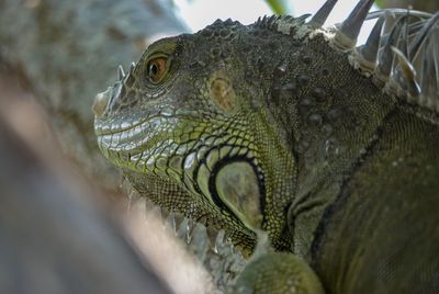 Close-up of lizard