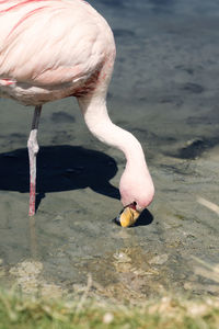 Bird in a lake