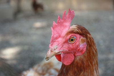 Close-up of a bird