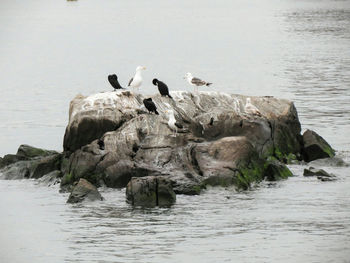 Birds on rock in sea