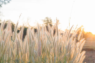 Close-up of stalks in field against clear sky