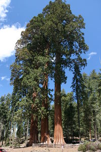 Trees against sky