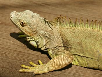 Close-up of lizard on table