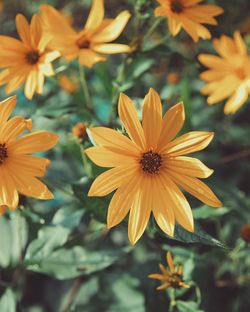 Close-up of fresh yellow flowers