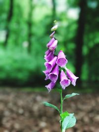 Close-up of purple flowers blooming outdoors