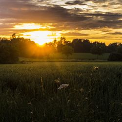 Scenic view of grassy field against sky at sunset