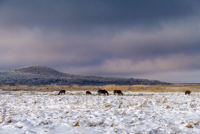 Horses on snow covered landscape against sky