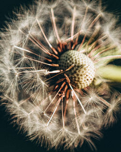 Close-up of dandelion on plant