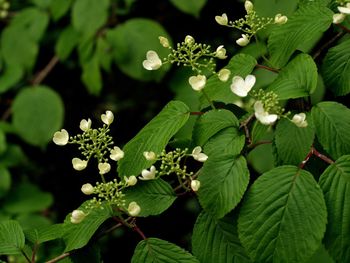 Close-up of flowers blooming outdoors