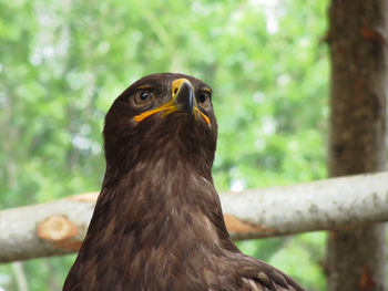 Close-up of steppe eagle