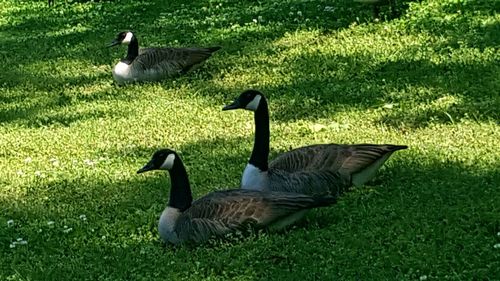 Ducks on grassy field