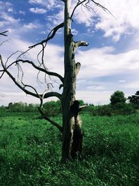 Trees on grassy field against cloudy sky