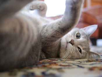 Close-up portrait of a cat