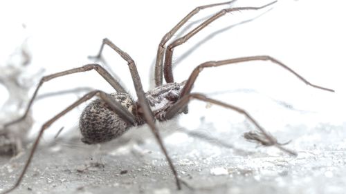 Close-up of spider on field during winter