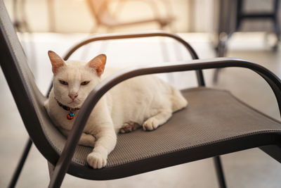 White cat sits on a chair