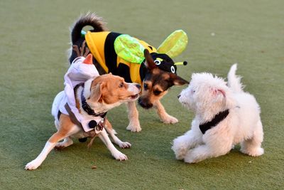 Two dogs playing on grass