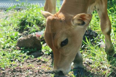 Close-up of horse standing on field