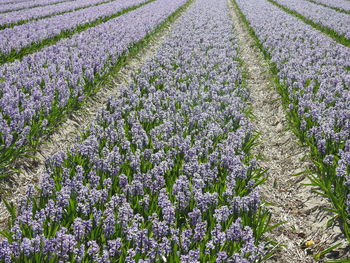 Purple flowering plants on field