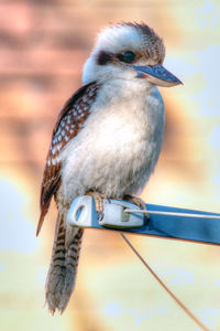 Close-up of bird perching outdoors