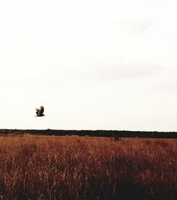 Birds on grassy field