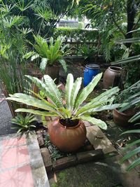 Close-up of potted plants in yard