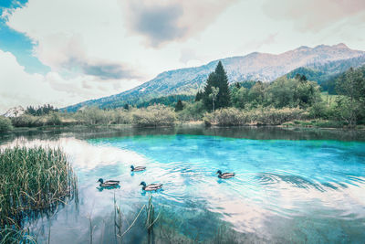 View of ducks swimming in lake