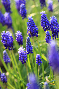 Close-up of purple flowering plants