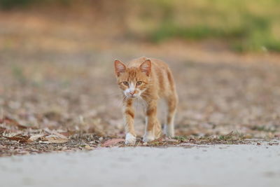 Portrait of cat walking on field