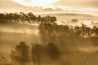 Silhouette trees in forest against sky at sunset