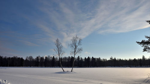 Trees on snow covered field against sky