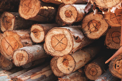 Full frame shot of logs in forest