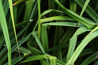 Full frame shot of green grass