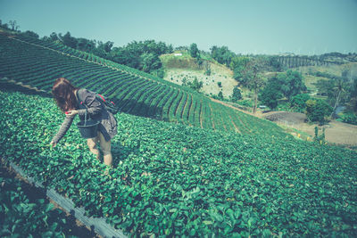 Young woman picking strawberries from farm against sky