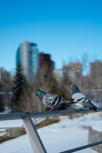 View of bird on building against blue sky