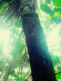 Low angle view of trees in forest