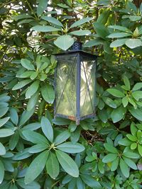 Low angle view of ivy hanging on tree