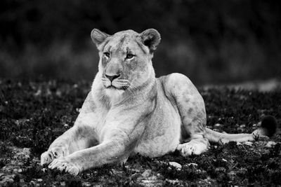 Lioness relaxing on field