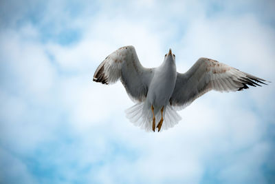 Low angle view of seagulls flying in sky