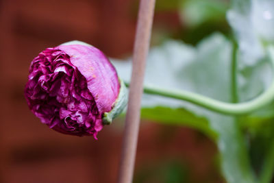 Close-up of pink flowering plant
