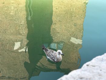 High angle view of bird on rock by lake